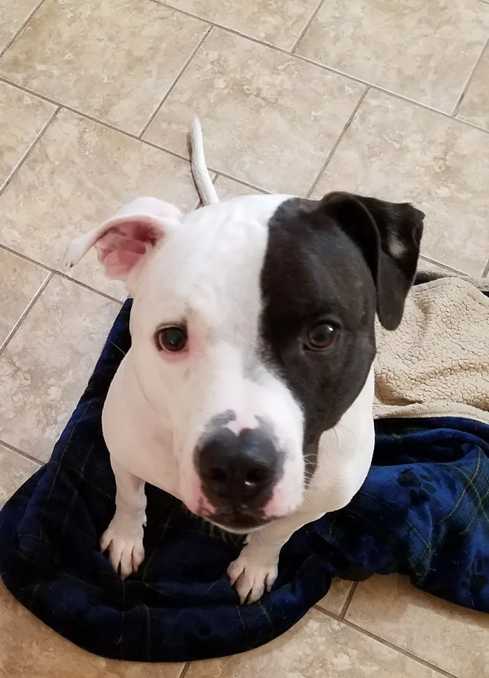 Rocco